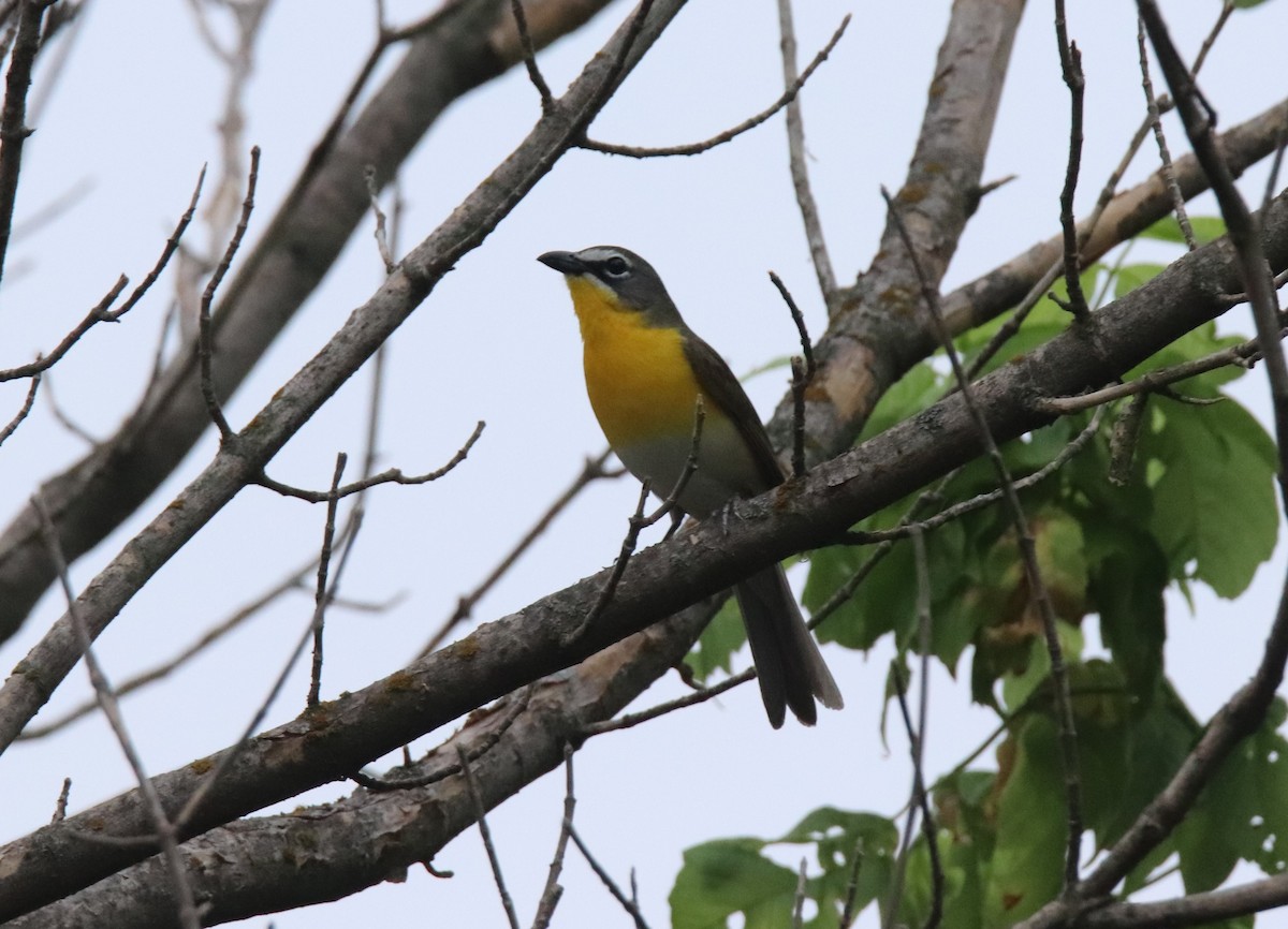 Yellow-breasted Chat - ML619590496