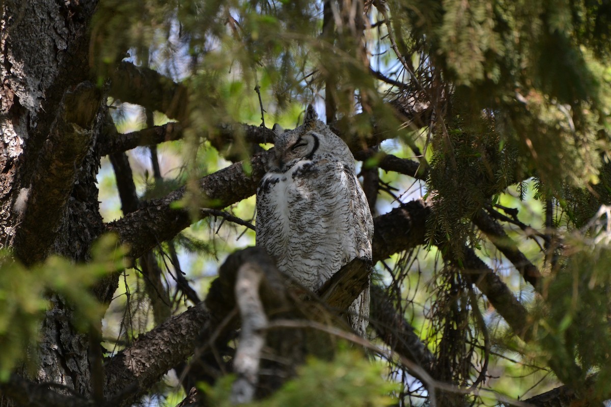 Great Horned Owl - ML619590502