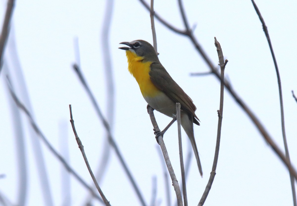 Yellow-breasted Chat - ML619590503