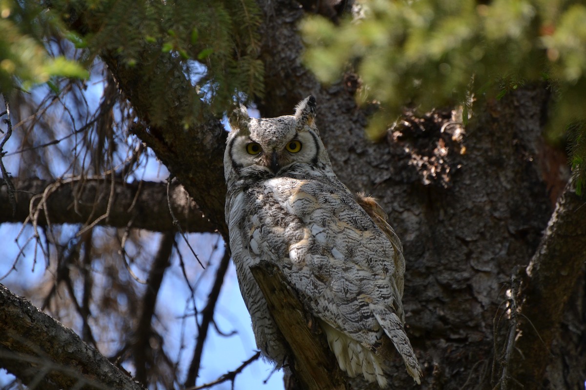 Great Horned Owl - ML619590504