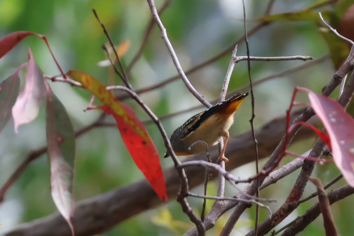 Spotted Pardalote - ML619590514