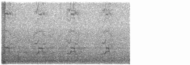 Дятел-смоктун білочеревий - ML619590534