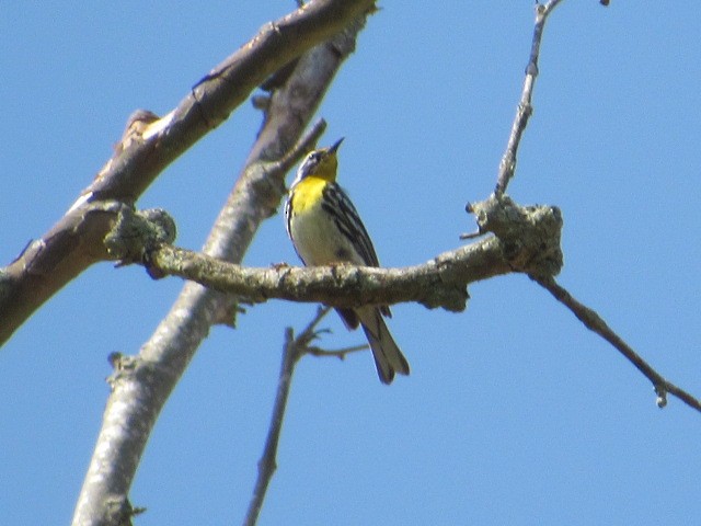 Yellow-throated Warbler - ML619590559