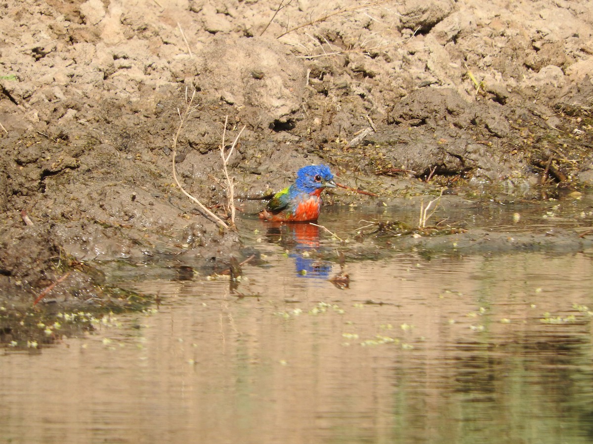 Painted Bunting - ML619590610