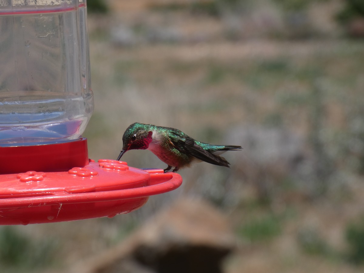 Broad-tailed Hummingbird - ML619590616
