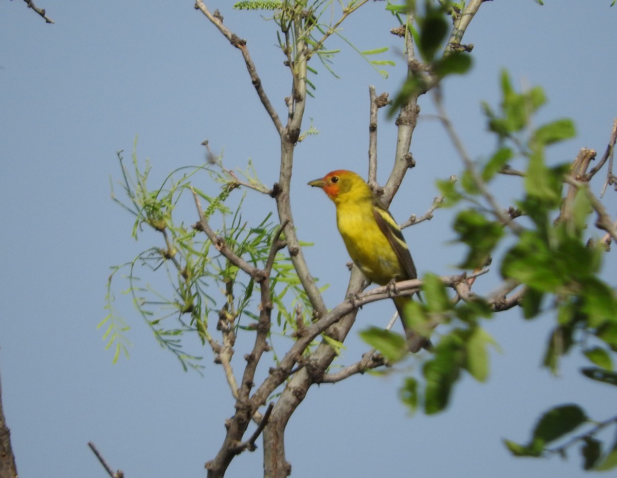 Western Tanager - ML619590633
