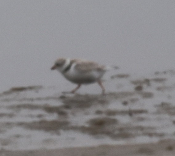 Piping Plover - ML619590638