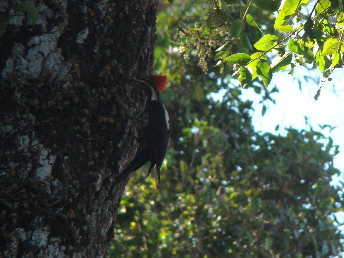 Crimson-crested Woodpecker - ML619590643