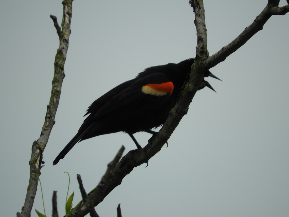 Red-winged Blackbird - ML619590667