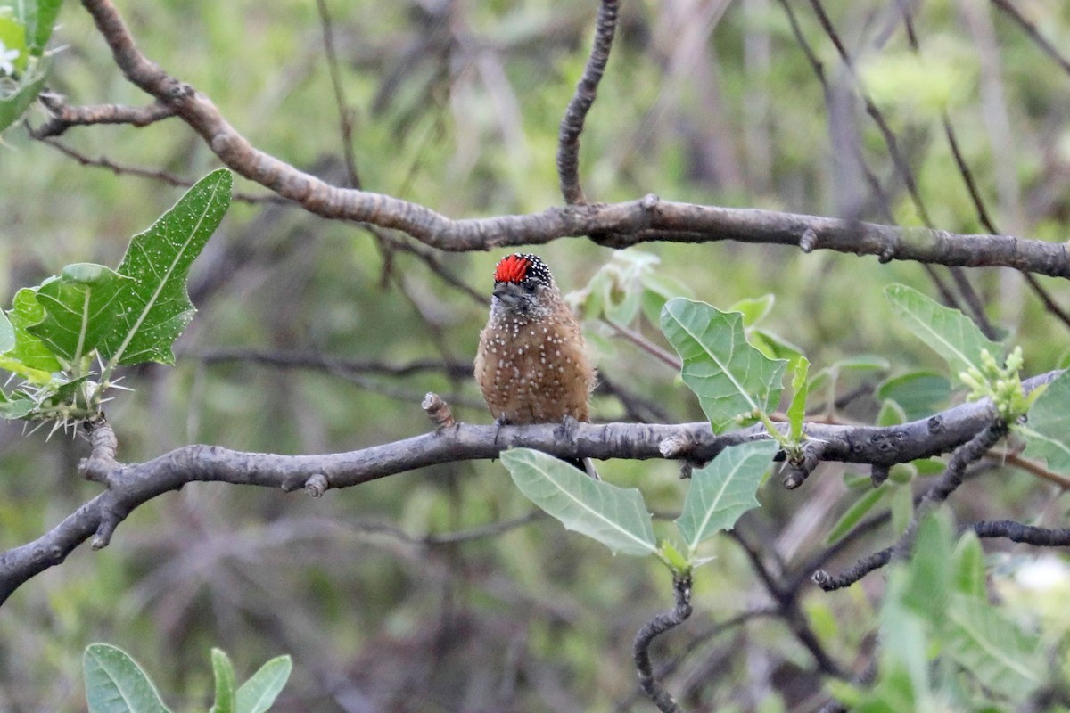 Spotted Piculet - ML619590682