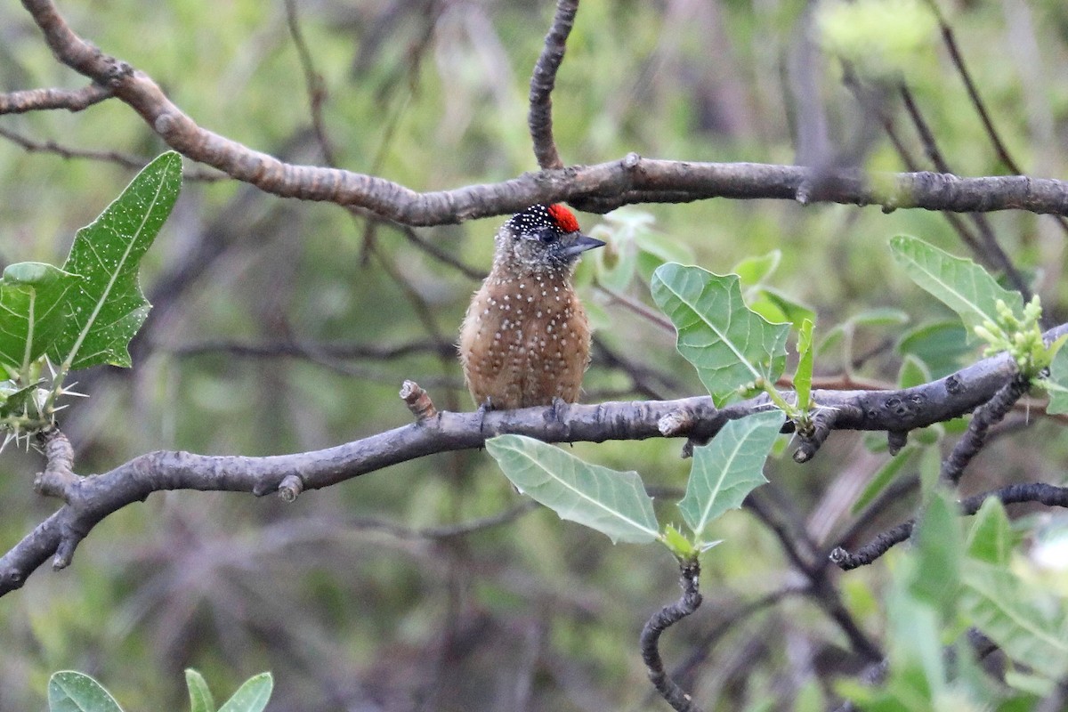 Spotted Piculet - ML619590683