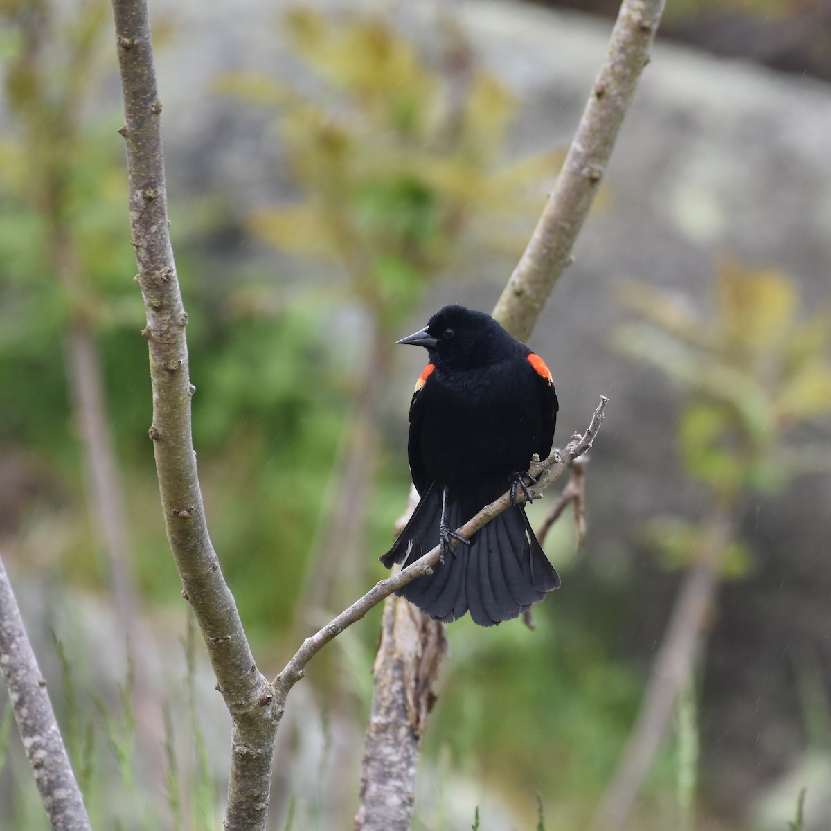 Red-winged Blackbird - ML619590694