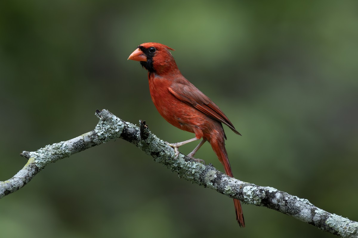 Cardinal rouge - ML619590710