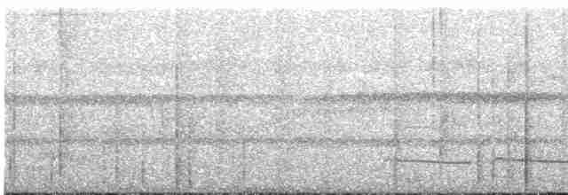 Kara Gerdanlı Karıncaavcısı - ML619590723