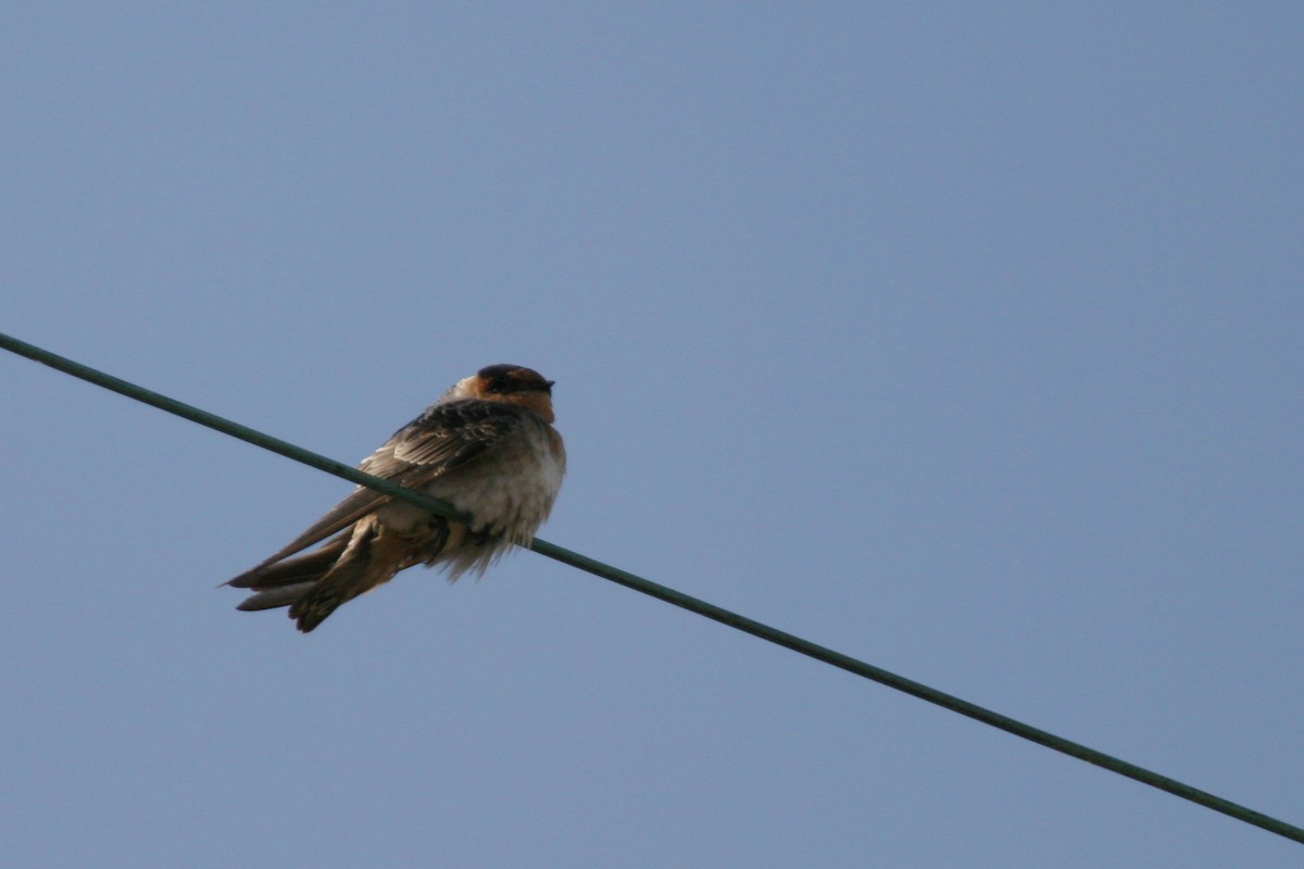 Cave Swallow - ML619590724