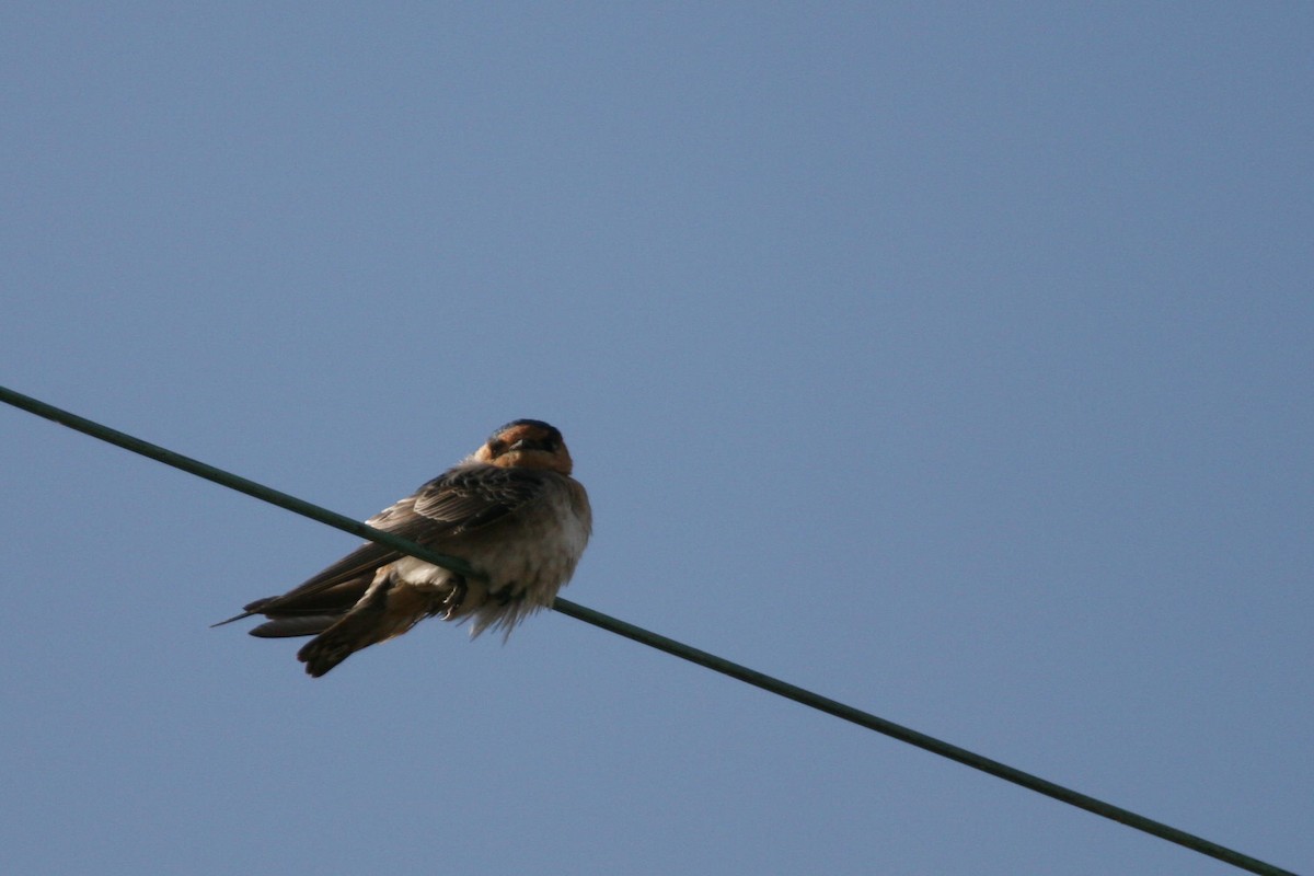 Cave Swallow - ML619590725