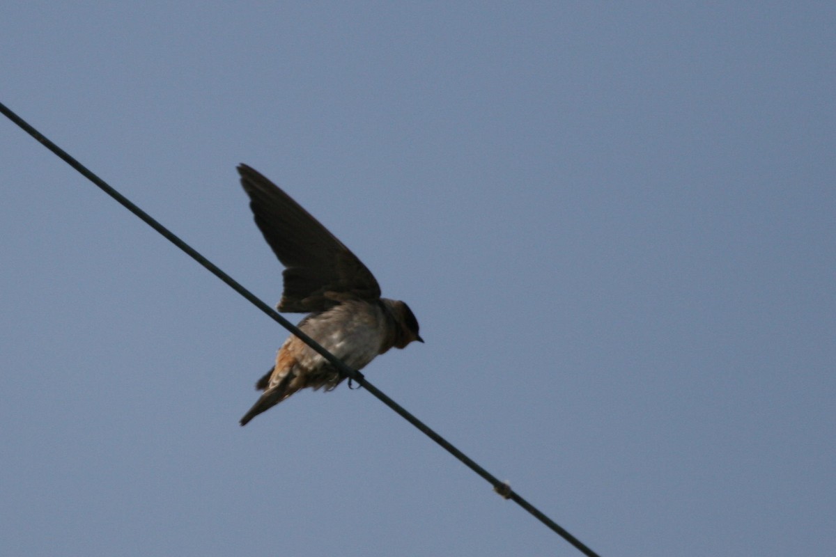 Cave Swallow - ML619590726
