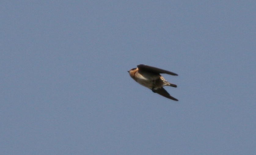 Cave Swallow - ML619590728