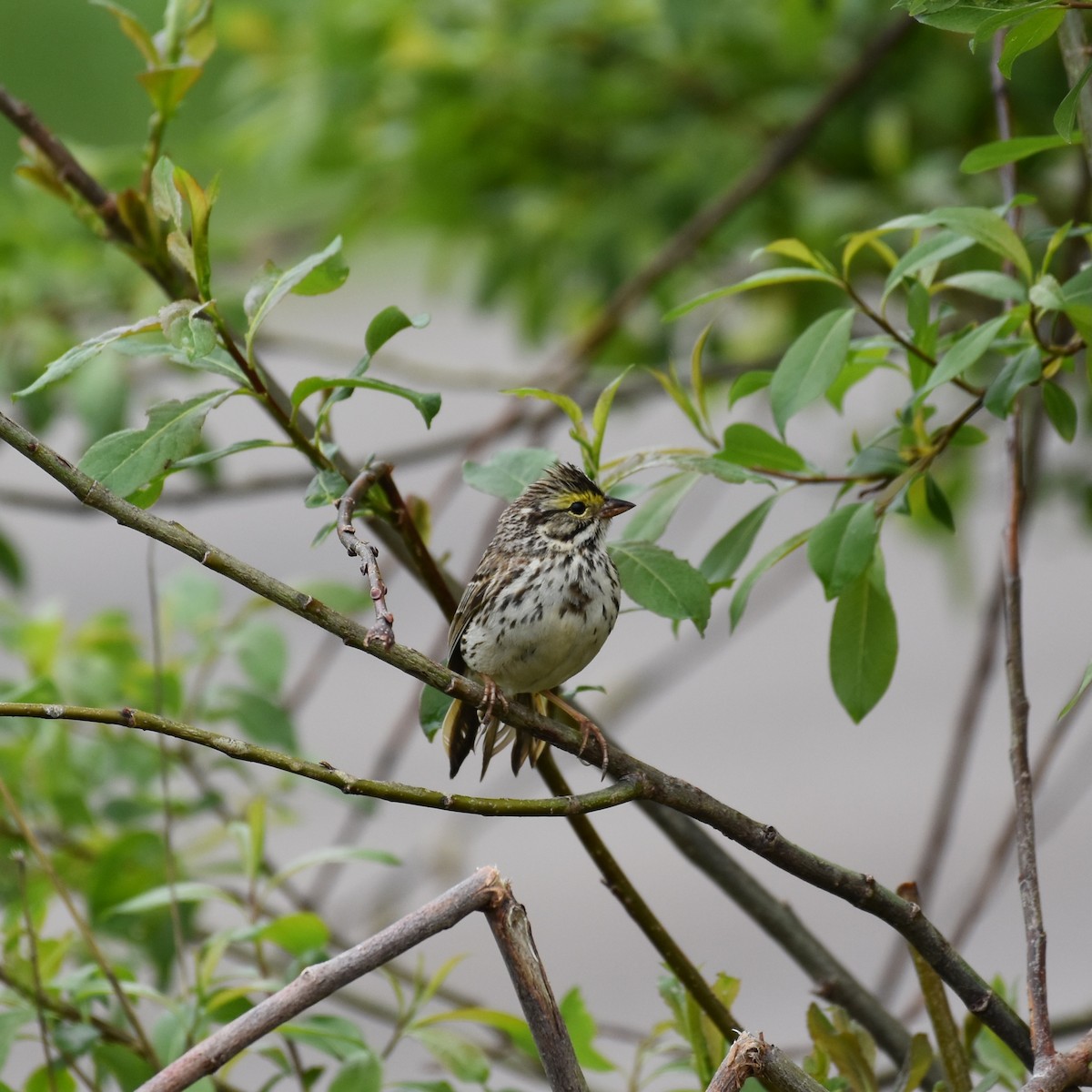 Savannah Sparrow - ML619590793