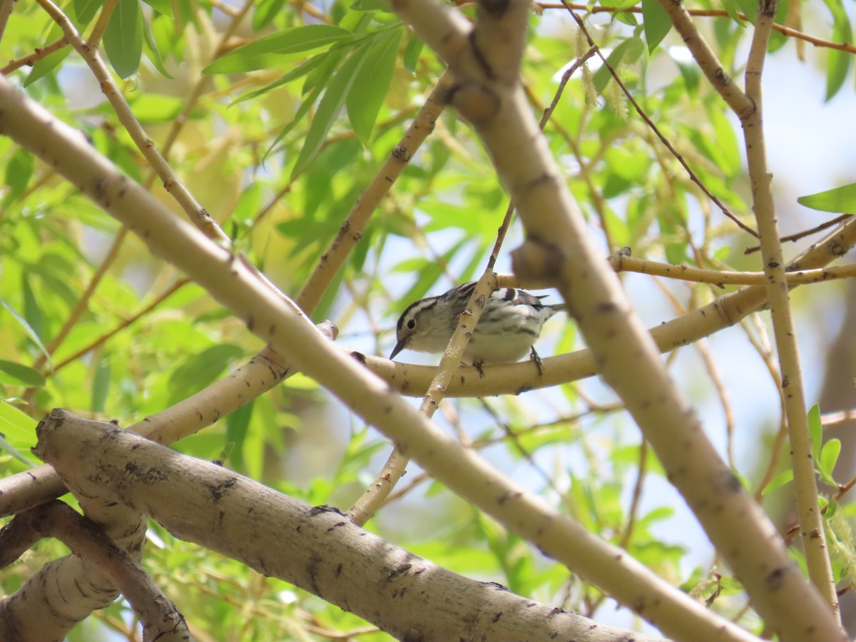 Black-and-white Warbler - ML619590801