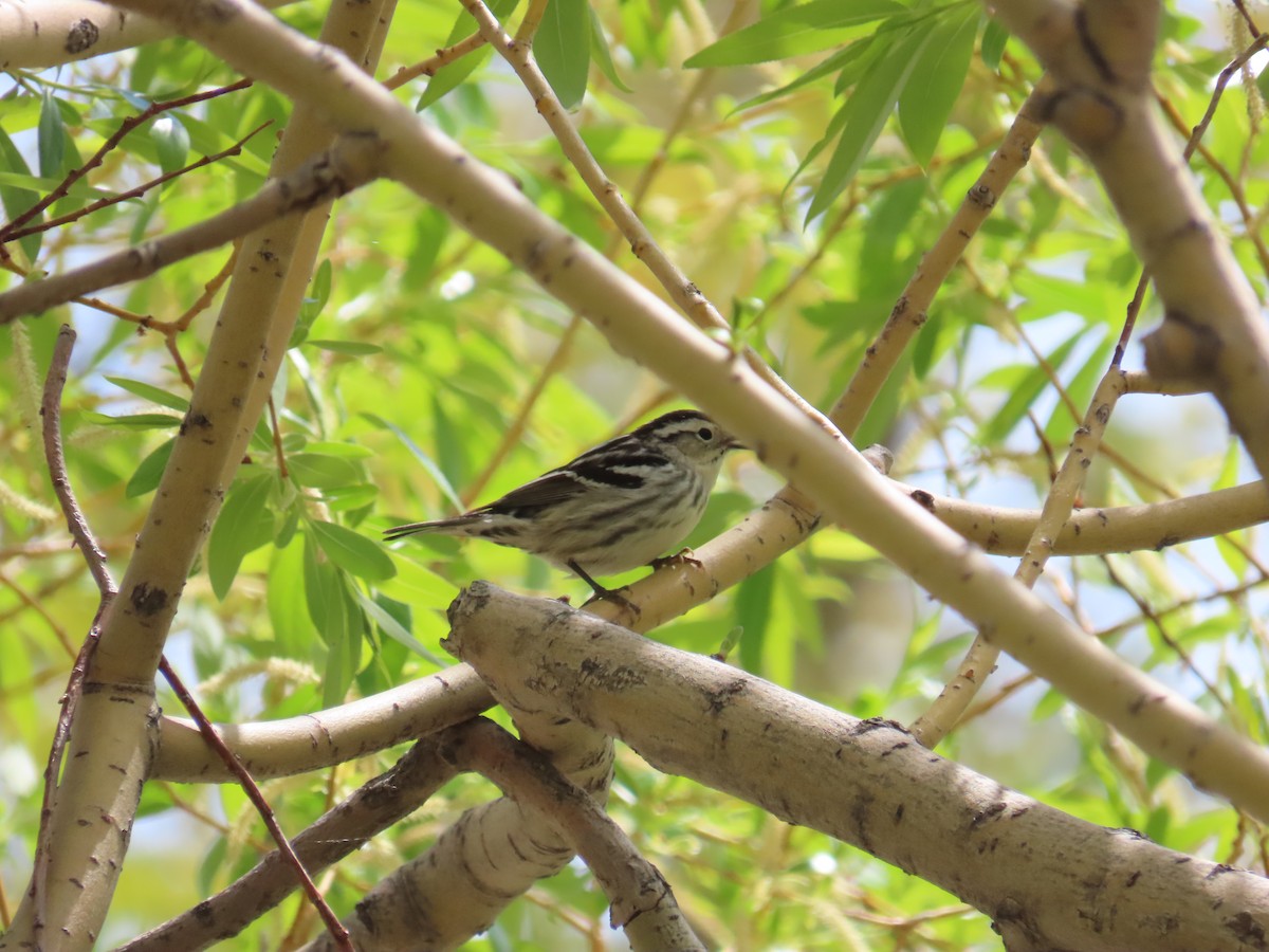 Black-and-white Warbler - ML619590804