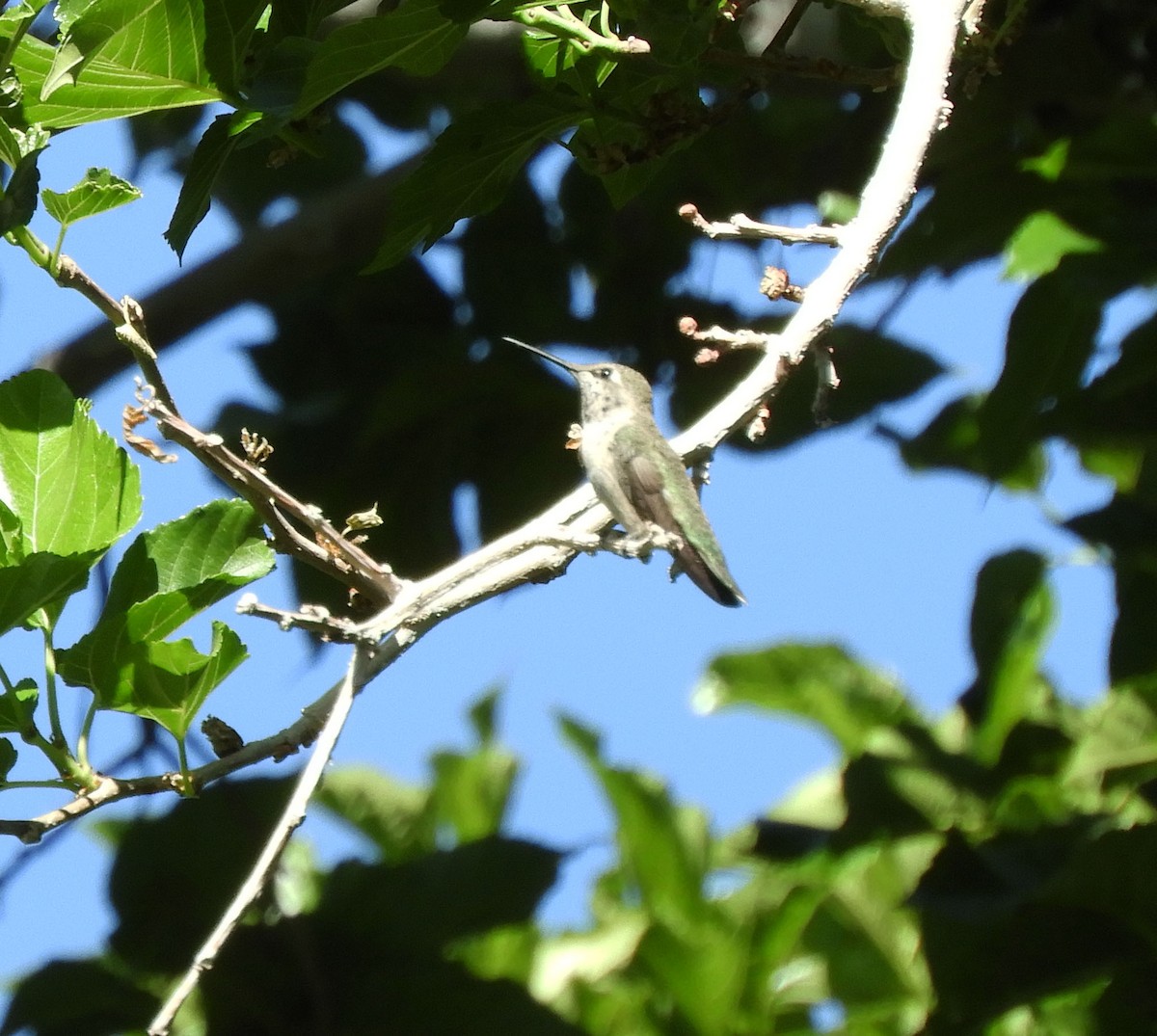Costa's Hummingbird - ML619590847