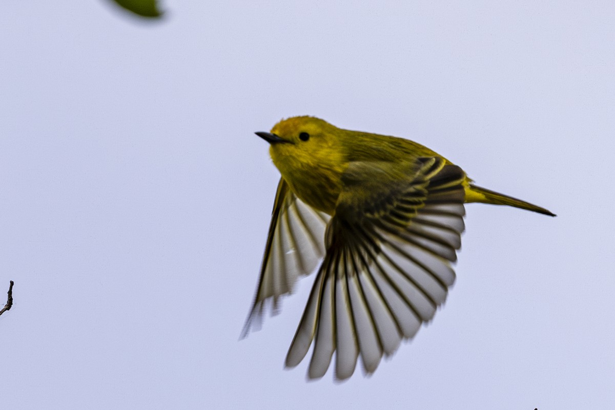 Yellow Warbler - ML619590941