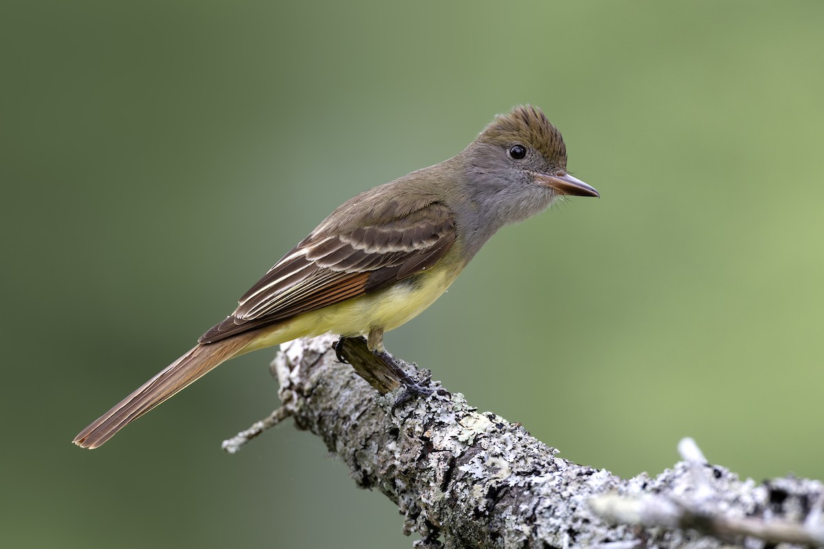 Great Crested Flycatcher - ML619590949