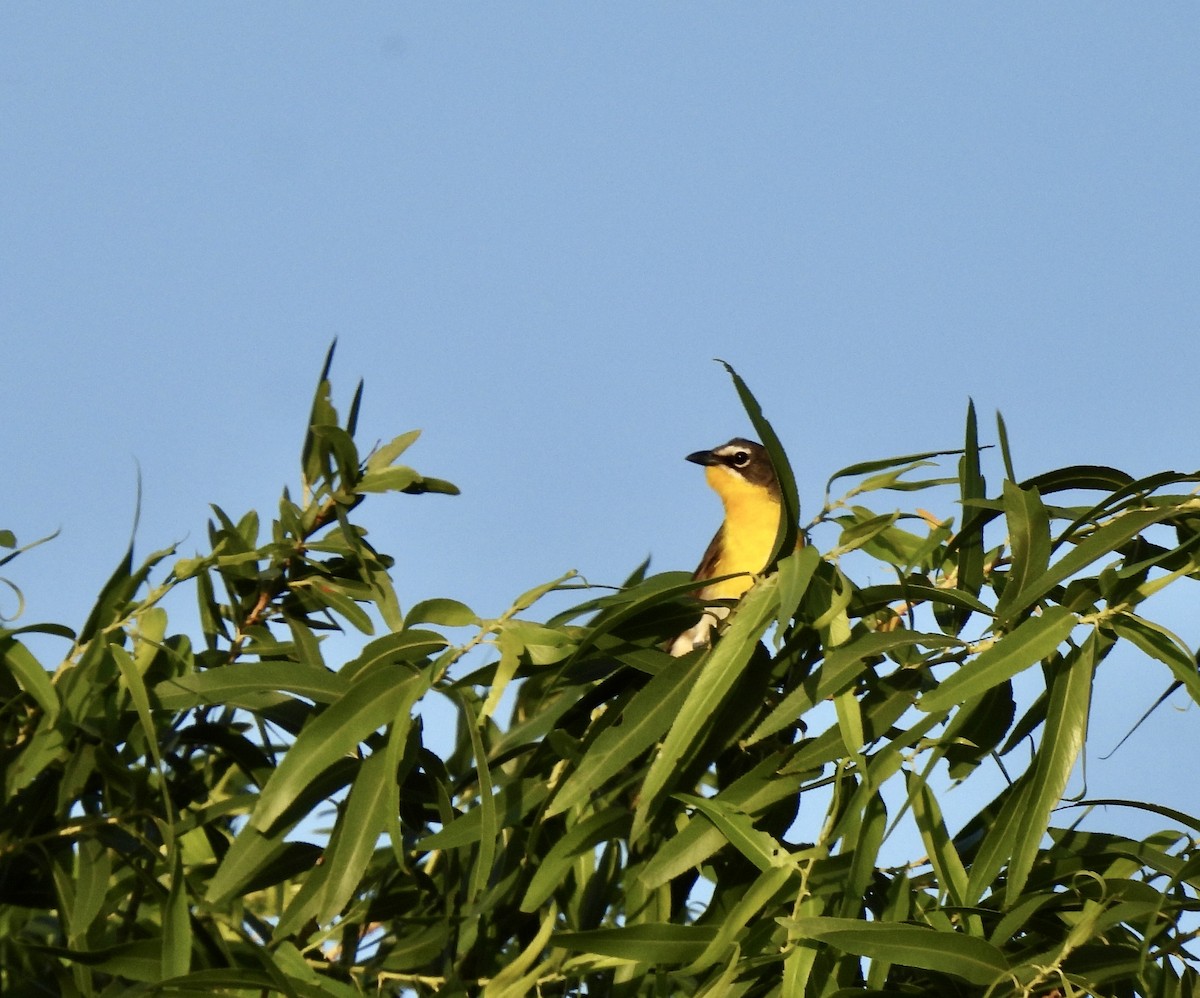Yellow-breasted Chat - ML619590981