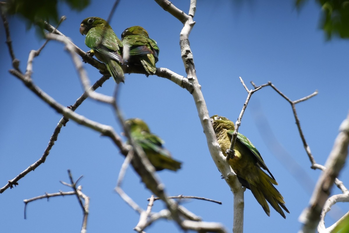 Olive-throated Parakeet - ML619591063