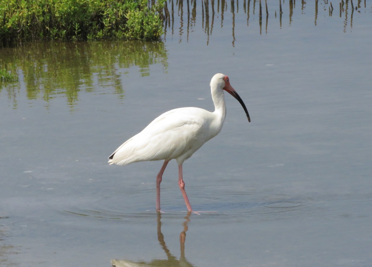 ibis bílý - ML619591068
