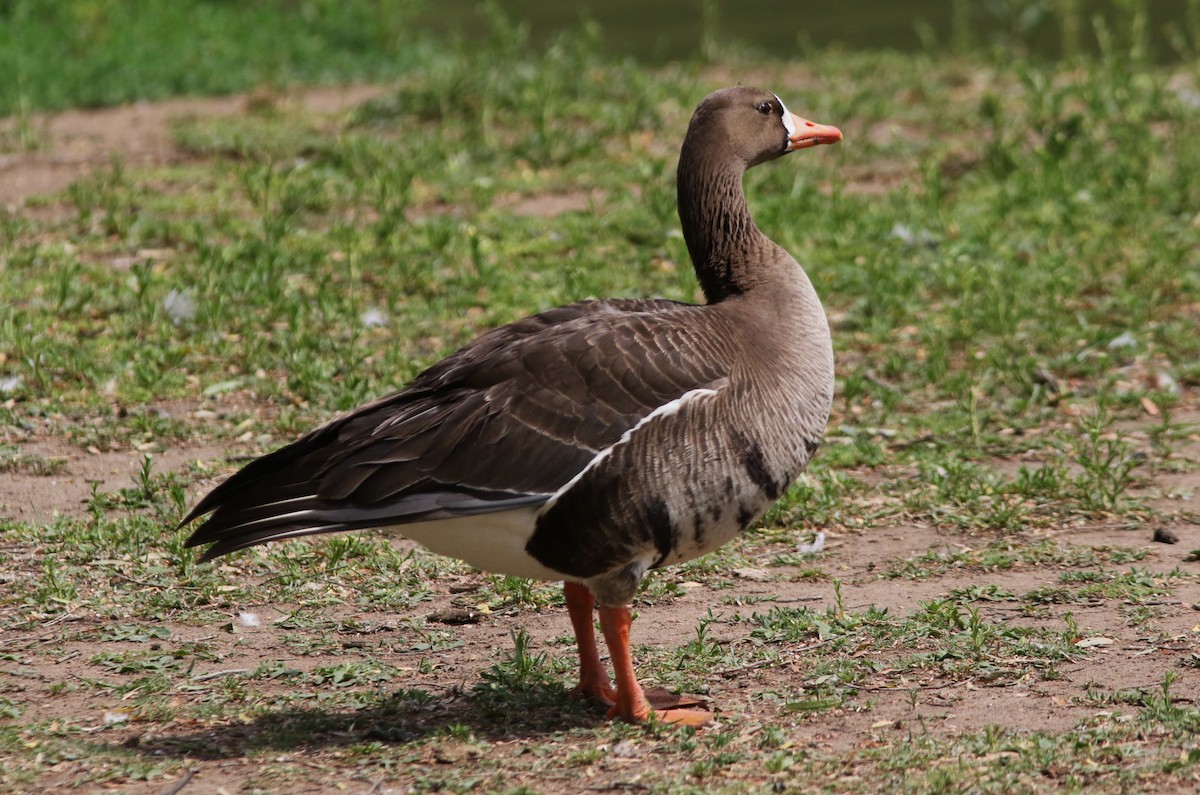 Greater White-fronted Goose - ML619591084