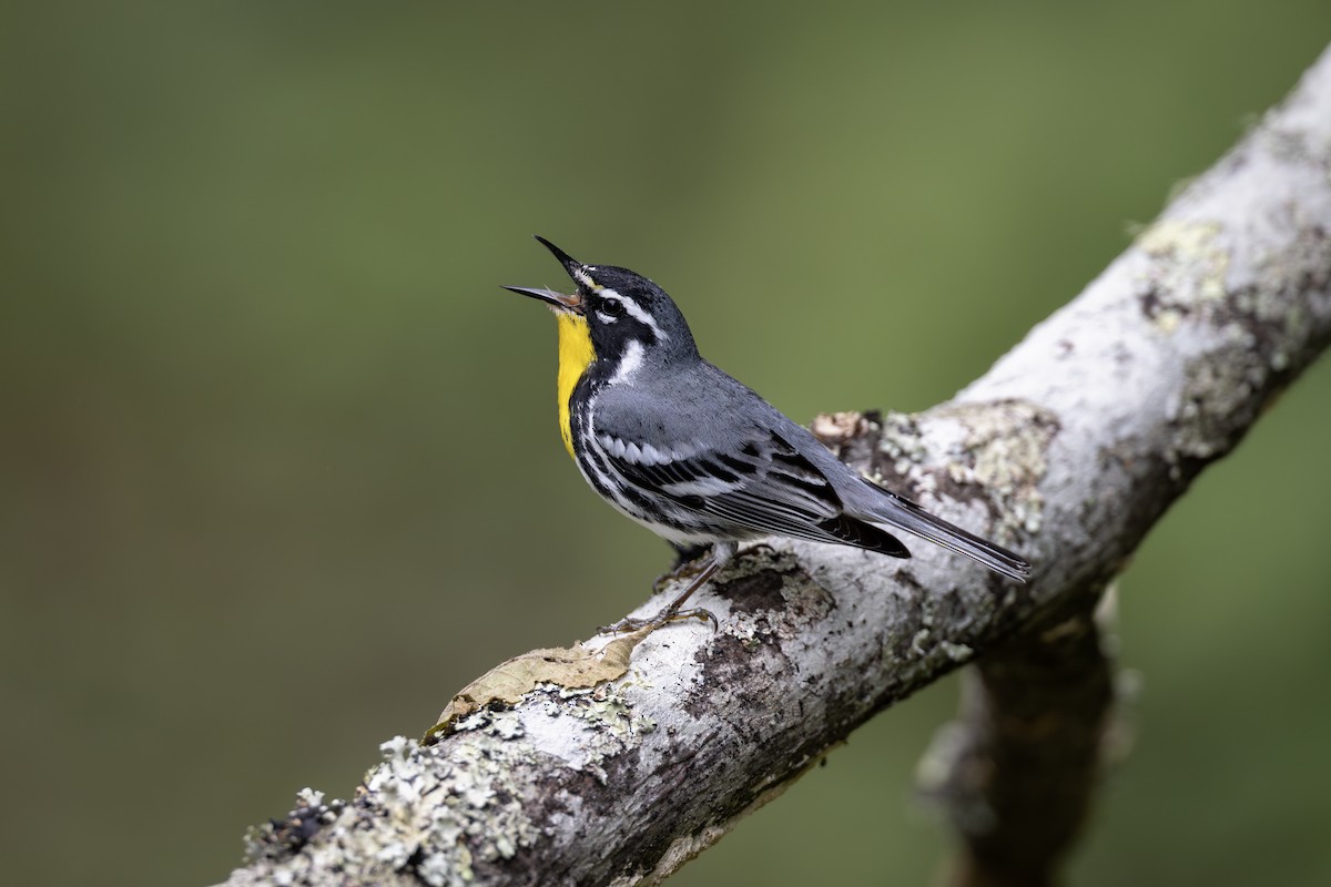 Yellow-throated Warbler - ML619591090