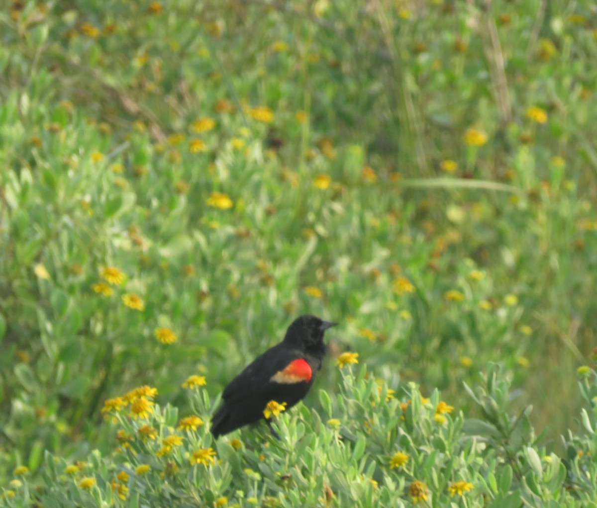 Red-winged Blackbird - ML619591095