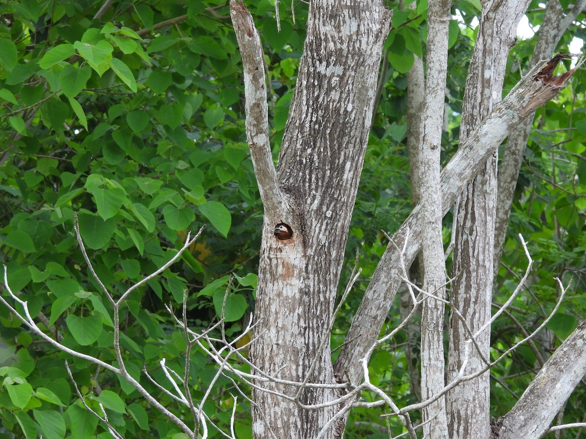 Spot-breasted Woodpecker - ML619591098