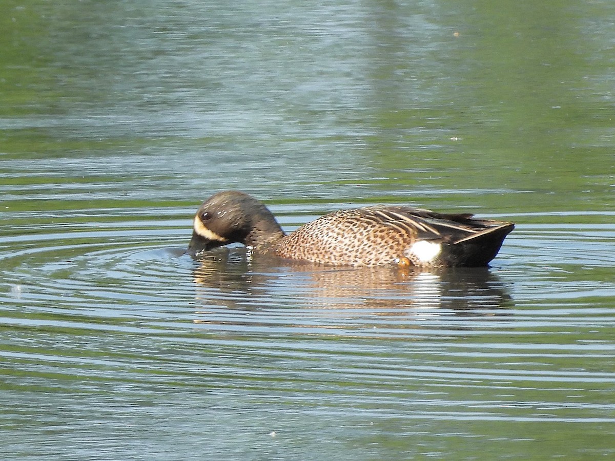 Blue-winged Teal - ML619591133
