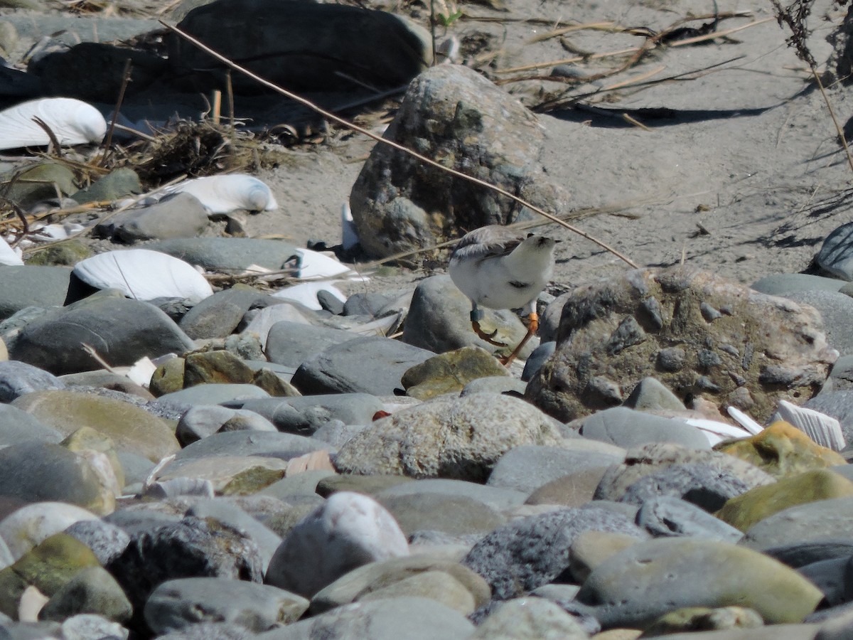Piping Plover - ML619591190