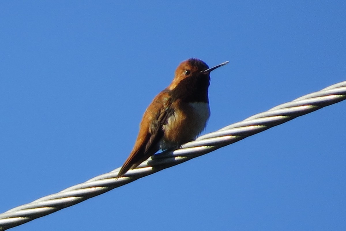 Rufous Hummingbird - ML619591217