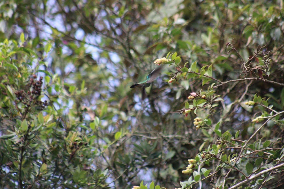 kolibřík modrolící - ML619591248