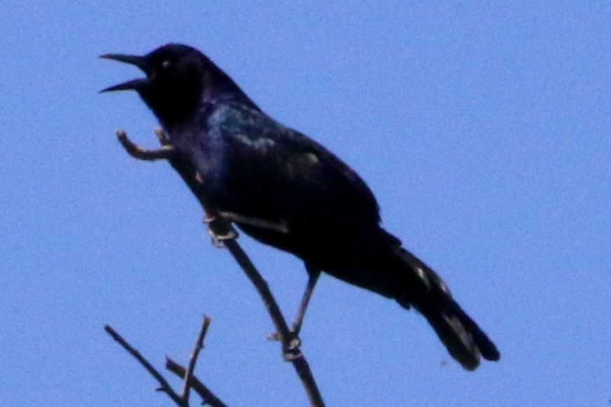 Boat-tailed Grackle - ML619591279