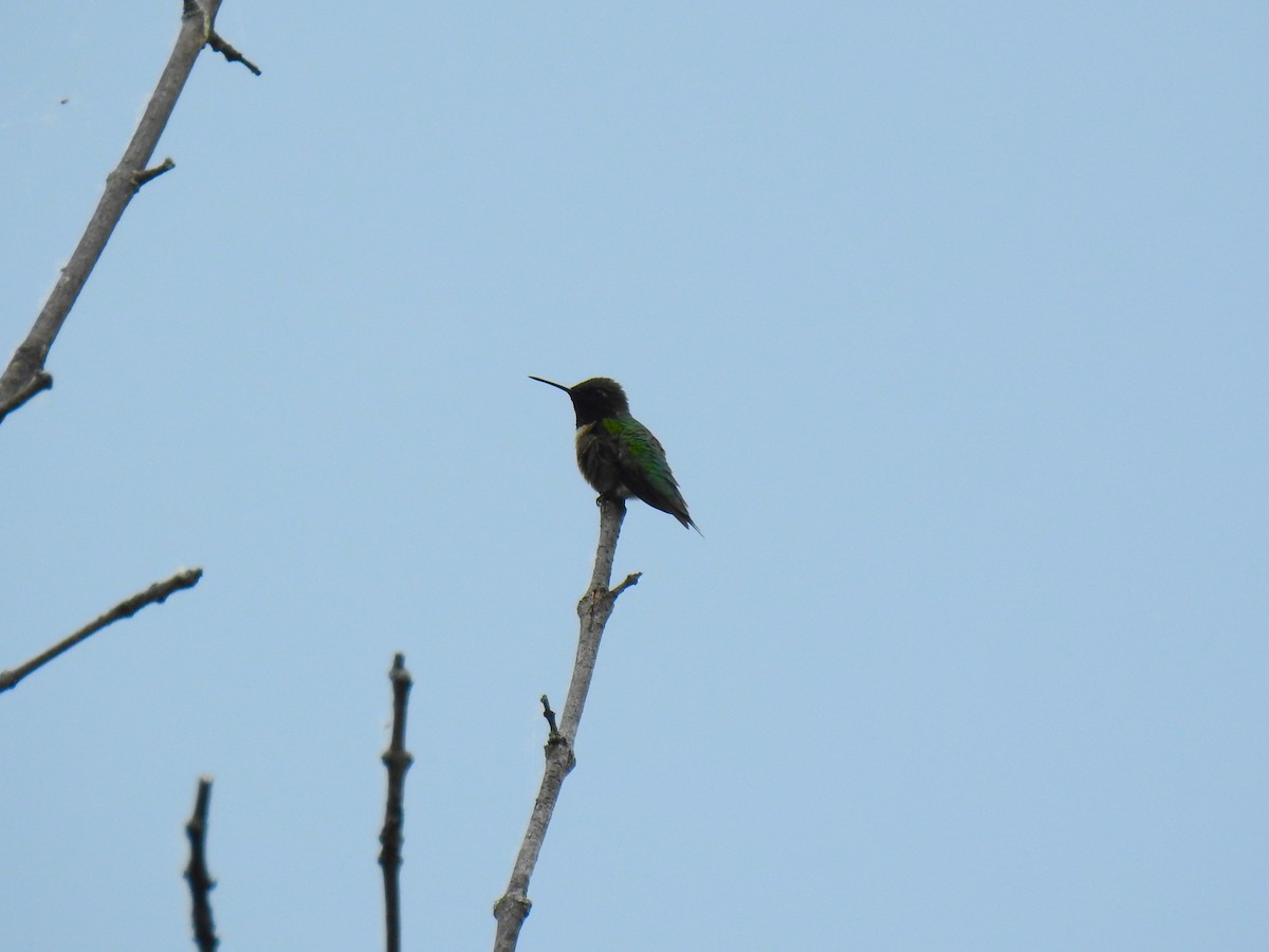 Ruby-throated Hummingbird - ML619591289