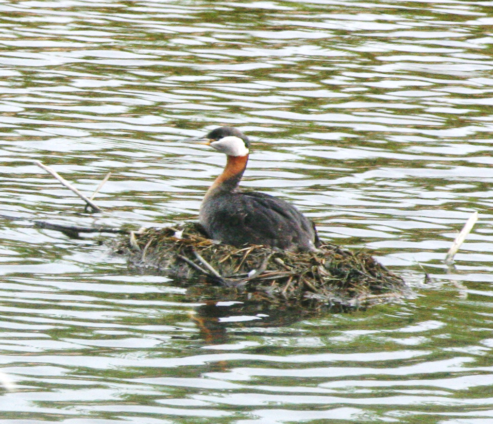 Red-necked Grebe - ML619591290