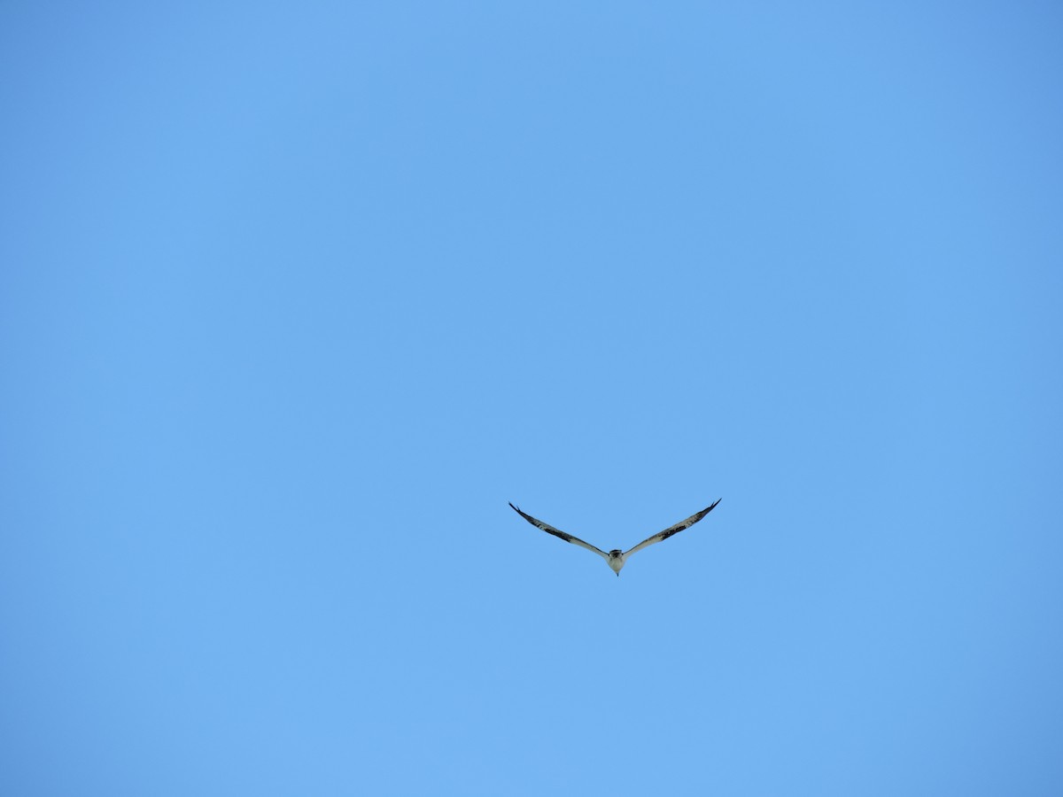 Águila Pescadora - ML619591301