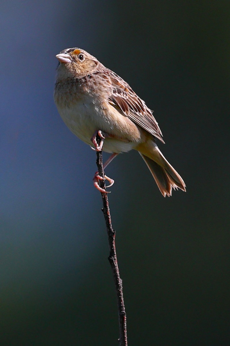 Grasshopper Sparrow - ML619591311