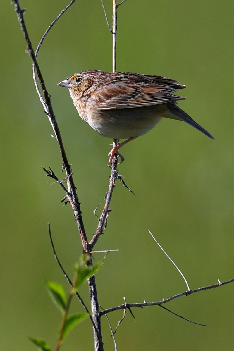 Grasshopper Sparrow - ML619591312