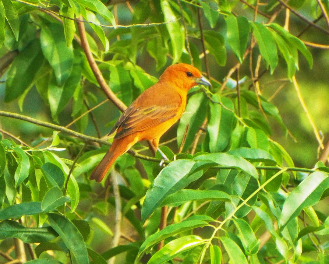 Hepatic Tanager (Lowland) - ML619591328