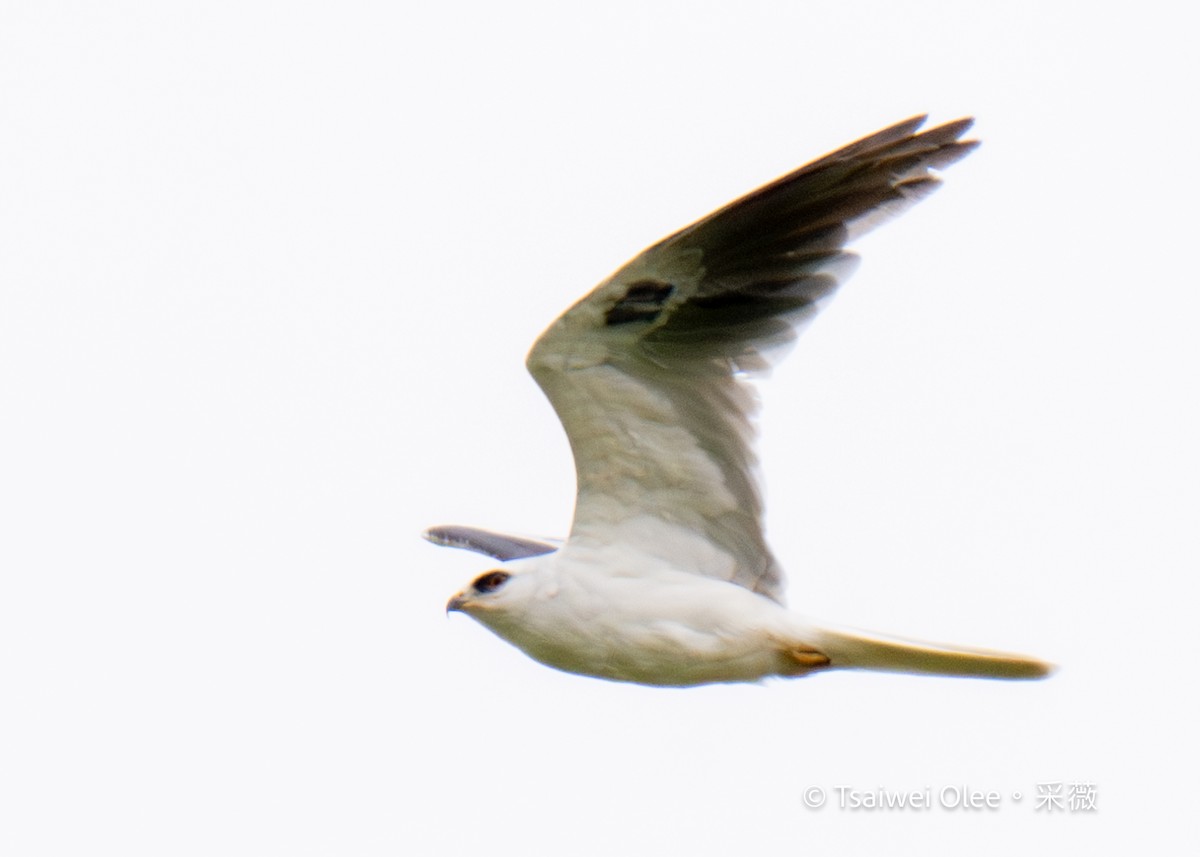 White-tailed Kite - ML619591364