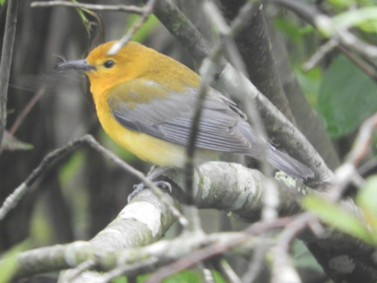 Prothonotary Warbler - ML619591380