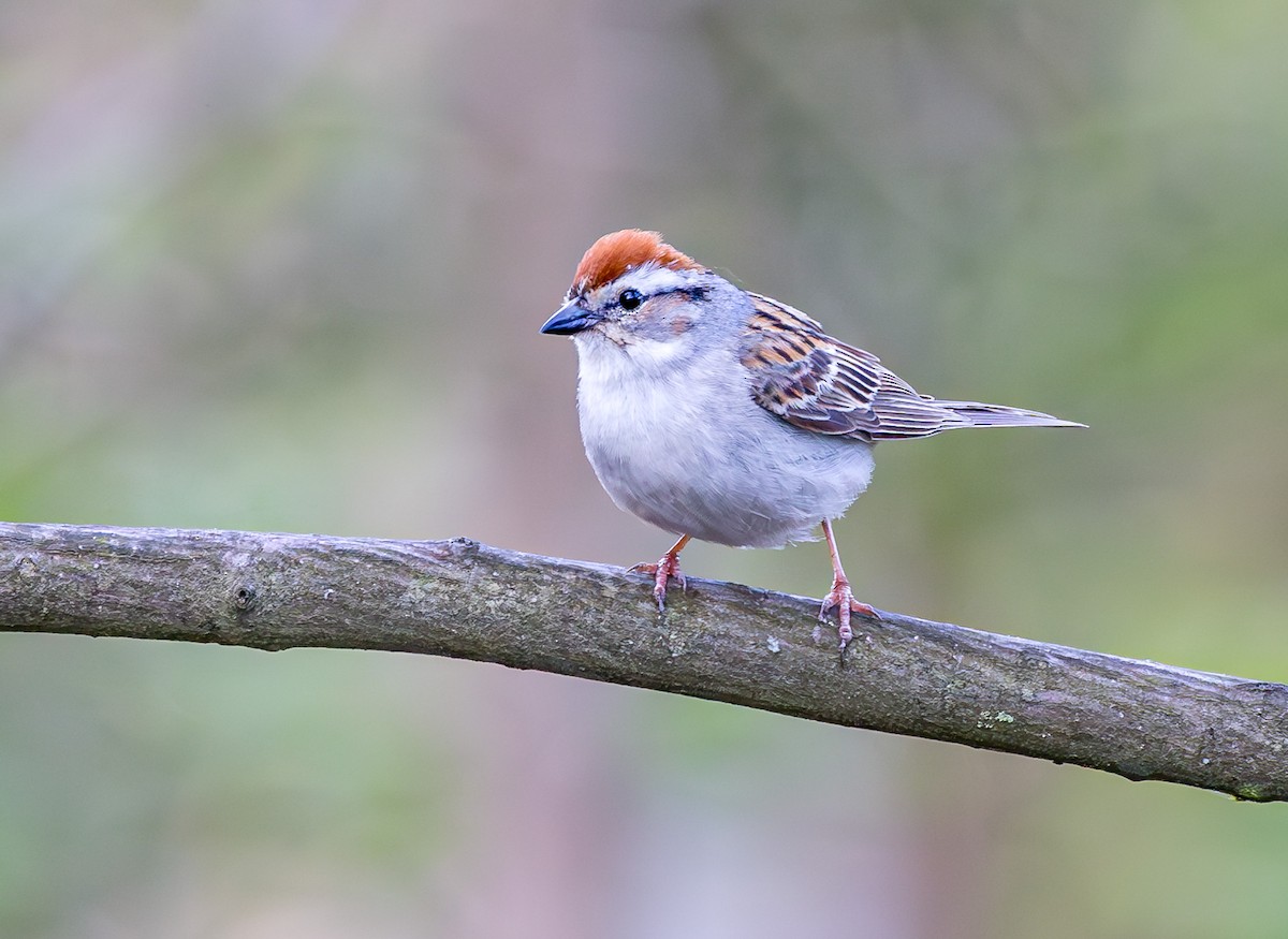 Chipping Sparrow - ML619591389