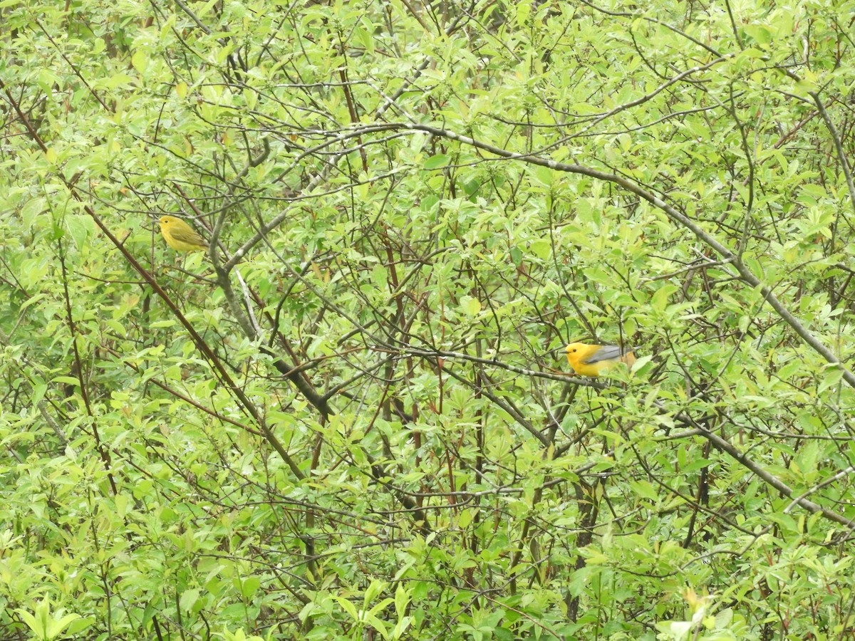 Prothonotary Warbler - ML619591395